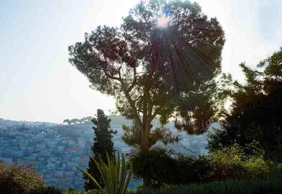 Dawn St. Peter